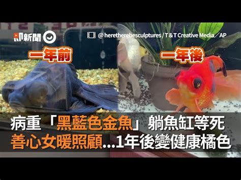 黑牡丹魚|黑牡丹金魚養殖指南